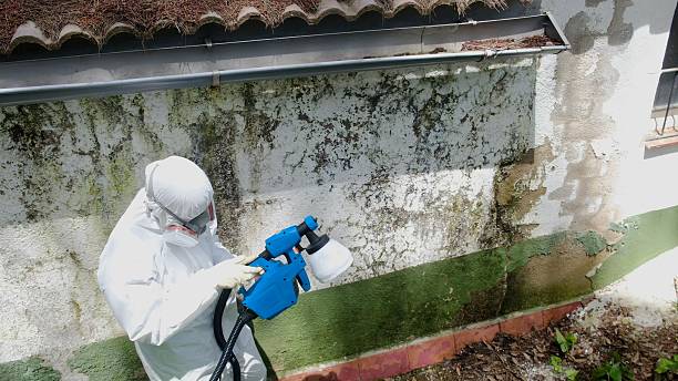 Trusted Black Mold Removal service in Port Reading, NJ - Cheap Mold Removal